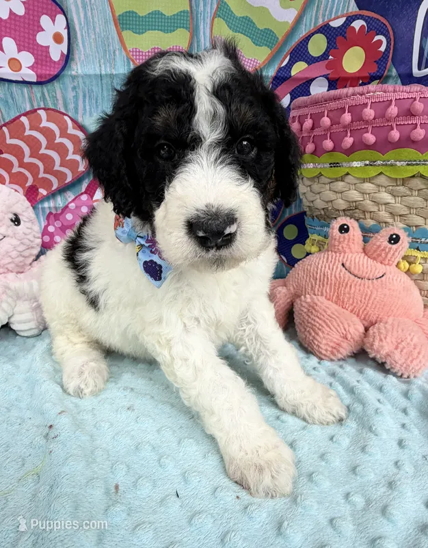 Bernie’s Bl/Wh/Tan Parti Boy – Miniature Bernedoodle puppy for sale in Eatonton, GA