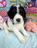 Bernie’s Bl/Wh/Tan Parti Boy, a male Miniature Bernedoodle for sale in Eatonton, GA – 1 of 9