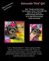 Trendy’s Tiny  Pink Girl Blue eye, a female Schnoodle for sale in Eatonton, GA – 4 of 6