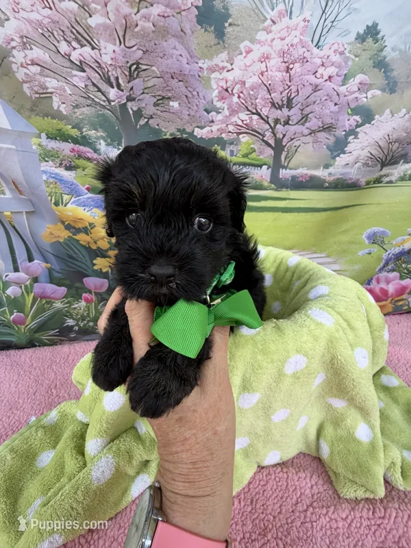 Jellybean’s Black/Sable Boy – Maltipoo puppy for sale in Eatonton, GA
