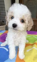 Hailey’s Brown Boy, a male Cavapoo for sale in Eatonton, GA – 7 of 9