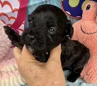 Jellybean’s Black/Sable Boy, a male Maltipoo for sale in Eatonton, GA – 2 of 9