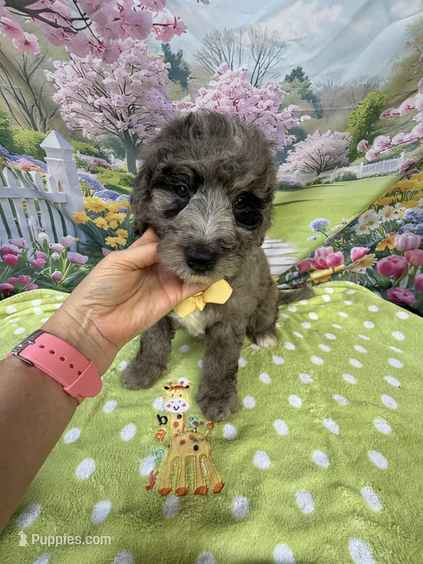 Bernie’s Blue Merle Boy – Miniature Bernedoodle puppy for sale in Eatonton, GA