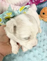 Jellybean’s Apricot/White Boy, a male Maltipoo for sale in Eatonton, GA – 4 of 8