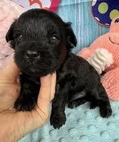 Jellybean’s Black Boy, a male Maltipoo for sale in Eatonton, GA – 1 of 9