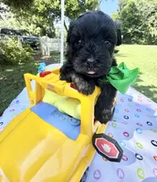 Jellybean’s Black/Sable Boy, a male Maltipoo for sale in Eatonton, GA – 9 of 10