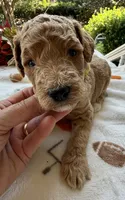 Shirley’s Yellow Boy, a male Miniature Goldendoodle for sale in Eatonton, GA – 3 of 4
