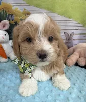 Pipi’s Green Boy, a male Maltipoo for sale in Eatonton, GA – Photo 2 of 5