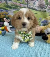 Pipi’s Green Boy, a male Maltipoo for sale in Eatonton, GA – Photo 4 of 5