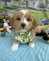Pipi’s Green Boy, a male Maltipoo for sale in Eatonton, GA – Photo 3 of 5