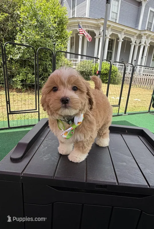 Pipi’s Green Boy – Maltipoo puppy for sale in Eatonton, GA