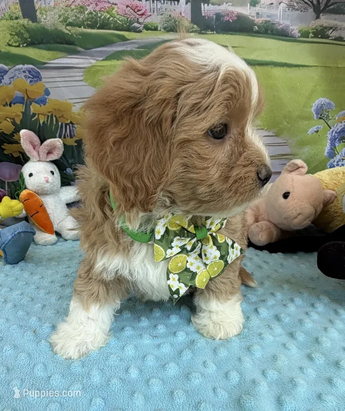Pipi’s Green Boy – Maltipoo puppy for sale in Eatonton, GA