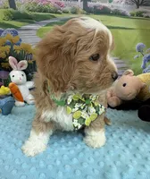 Pipi’s Green Boy, a male Maltipoo for sale in Eatonton, GA – Photo 1 of 5