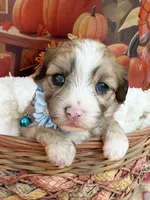 Peaches Blue Boy with Blue Eyes, a male Maltipoo for sale in Eatonton, GA – 8 of 9