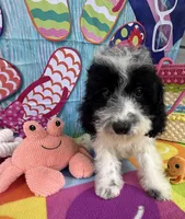 Hailey’s Orange Boy, a male Cavapoo for sale in Eatonton, GA – 5 of 9