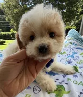 Hailey’s Tiny Blue , a female Cavapoo for sale in Eatonton, GA – 6 of 8