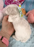 Jellybean’s Apricot/White Boy, a male Maltipoo for sale in Eatonton, GA – 5 of 8