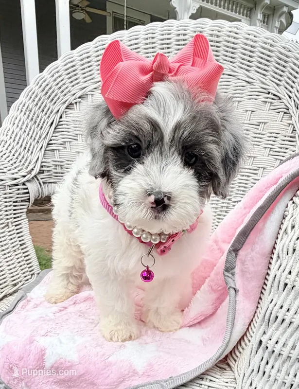 Jellybean’s Blue Merle Girl – Maltipoo puppy for sale in Eatonton, GA
