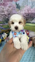 Amber’s Blue Boy, a male Maltipoo for sale in Eatonton, GA – Photo 2 of 7