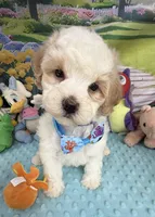 Amber’s Blue Boy, a male Maltipoo for sale in Eatonton, GA – Photo 3 of 7