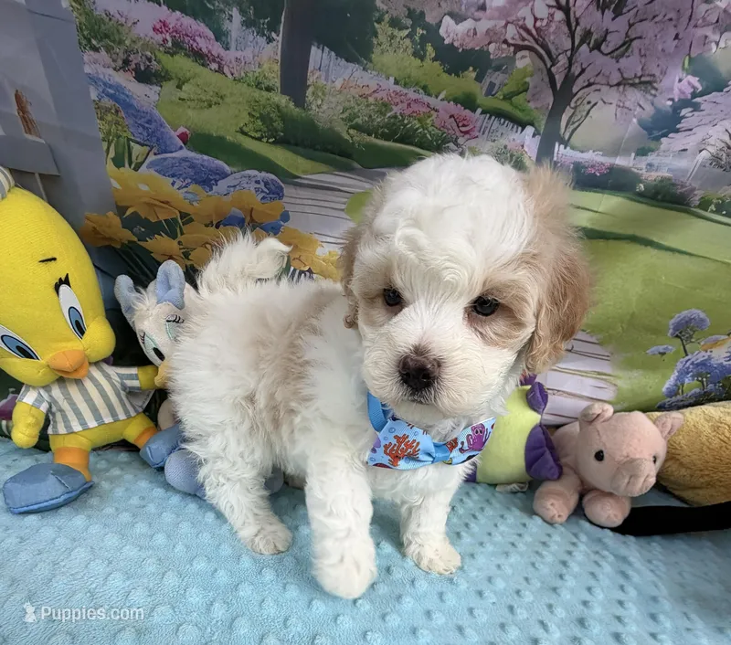 Amber’s Blue Boy – Maltipoo puppy for sale in Eatonton, GA
