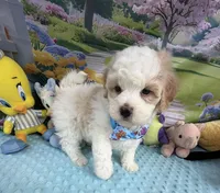 Amber’s Blue Boy, a male Maltipoo for sale in Eatonton, GA – Photo 1 of 7