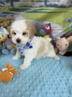 Amber’s Blue Boy, a male Maltipoo for sale in Eatonton, GA – Photo 5 of 7