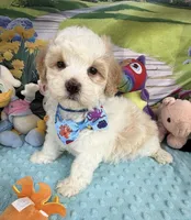 Amber’s Blue Boy, a male Maltipoo for sale in Eatonton, GA – Photo 4 of 7