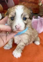 Peaches Blue Boy with Blue Eyes, a male Maltipoo for sale in Eatonton, GA – 3 of 9
