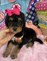 Bernie’s Black/Tan Girl, a female Miniature Bernedoodle for sale in Eatonton, GA – 5 of 8