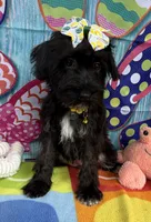 Reduced!   Trendy’s Yellow Girl, a female Schnoodle for sale in Eatonton, GA – 3 of 6