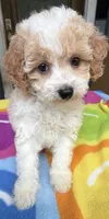 Hailey’s Blue Boy, a male Cavapoo for sale in Eatonton, GA – 3 of 6