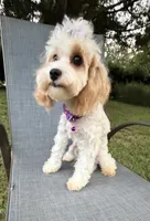 Katy’s Cavapoo Girl, a female Cavapoo for sale in Eatonton, GA – 3 of 6