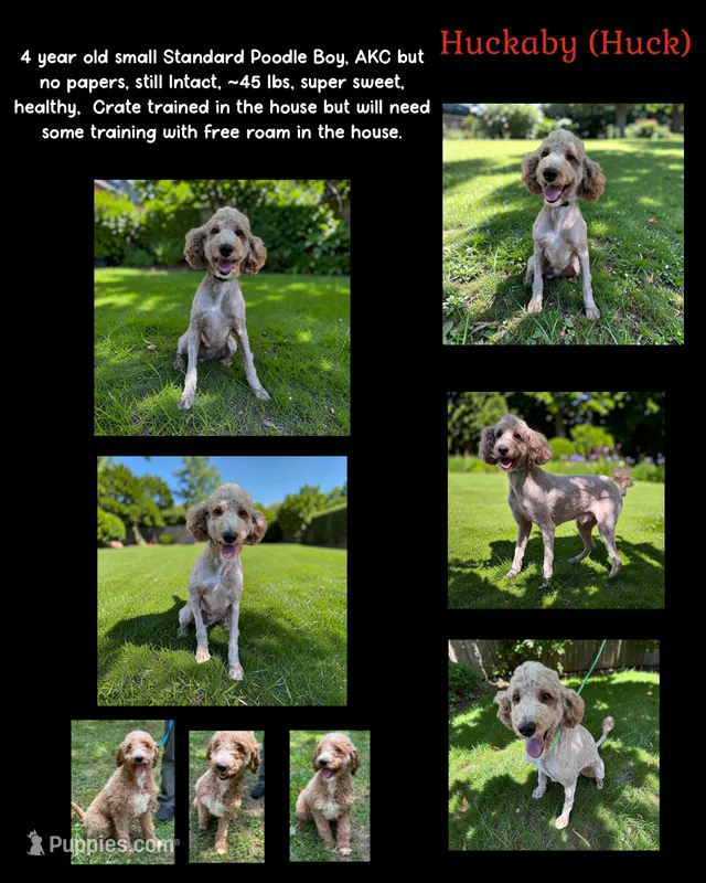 Huck – Poodle - Standard  puppy for sale in Eatonton, GA
