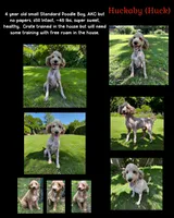 Huck, a male Poodle - Standard  for sale in Eatonton, GA – 1 of 1