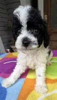 Hailey’s Green Boy, a male Cavapoo for sale in Eatonton, GA – 2 of 10