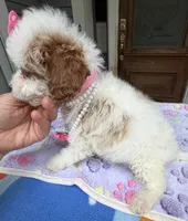 Hailey’s Pink Girl, a female Cavapoo for sale in Eatonton, GA – 8 of 8