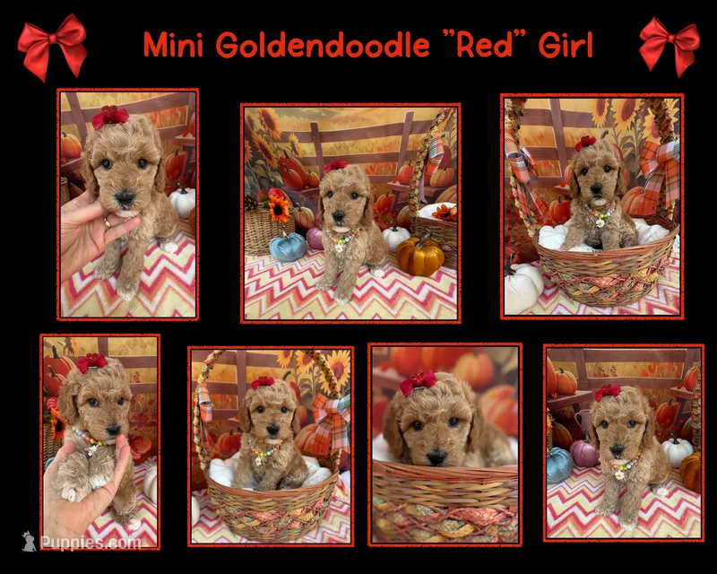 Shirley’s Red Girl – Miniature Goldendoodle puppy for sale in Eatonton, GA