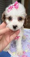 Hailey’s Pink Girl, a female Cavapoo for sale in Eatonton, GA – 6 of 8
