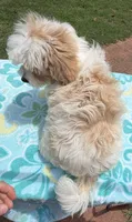 Pipi’s Orange Boy, a male Maltipoo for sale in Eatonton, GA – 5 of 6