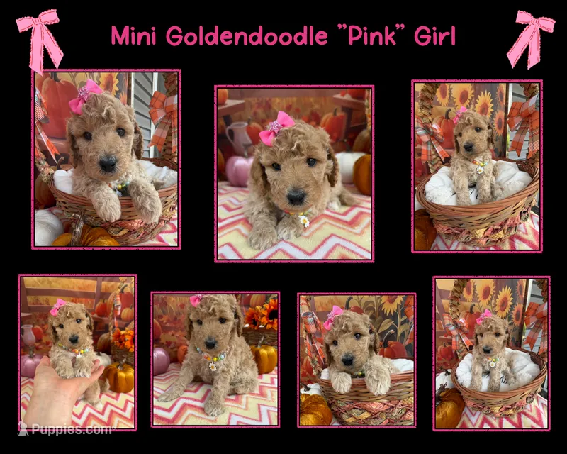 Shirley’s Pink Girl – Miniature Goldendoodle puppy for sale in Eatonton, GA