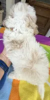 Hailey’s Brown Boy, a male Cavapoo for sale in Eatonton, GA – 8 of 9