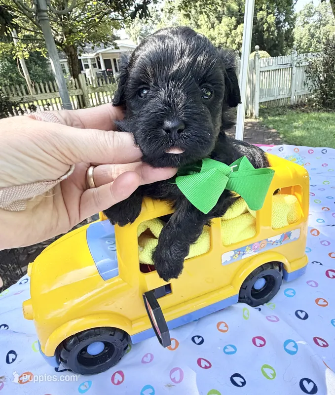 Jellybean’s Black/Sable Boy – Maltipoo puppy for sale in Eatonton, GA
