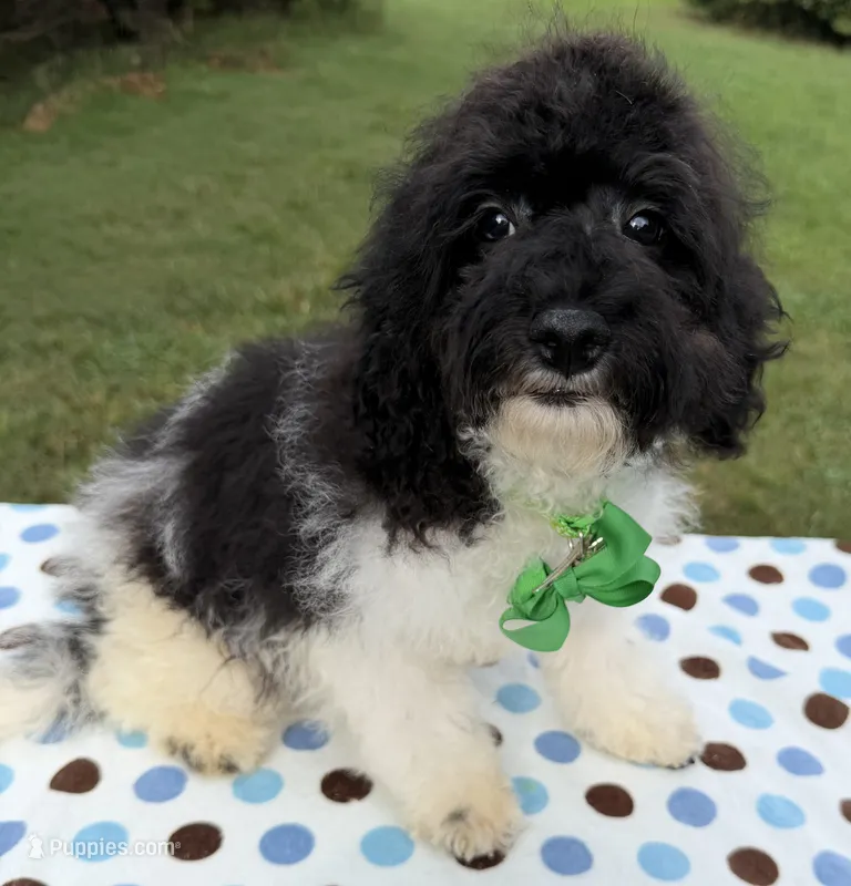 Hailey’s Green Boy – Cavapoo puppy for sale in Eatonton, GA
