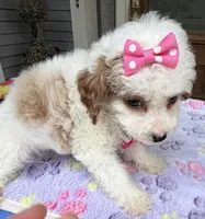 Hailey’s Pink Girl, a female Cavapoo for sale in Eatonton, GA – 4 of 8