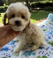 Hailey’s Tiny Blue , a female Cavapoo for sale in Eatonton, GA – 2 of 8