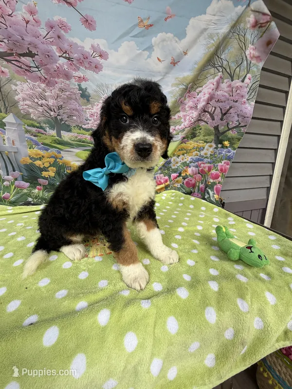 Bernie’s Tri Boy – Miniature Bernedoodle puppy for sale in Eatonton, GA