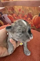 Peaches Purple Girl, a female Maltipoo for sale in Eatonton, GA – 5 of 8