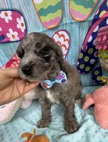 Bernie’s Blue Merle Boy, a male Miniature Bernedoodle for sale in Eatonton, GA – 5 of 9