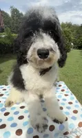 Hailey’s Brown Boy, a male Cavapoo for sale in Eatonton, GA – 7 of 9